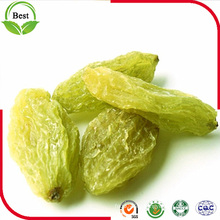 2016 Nuevo Cultivo Xinjiang Seedless Green Raisin